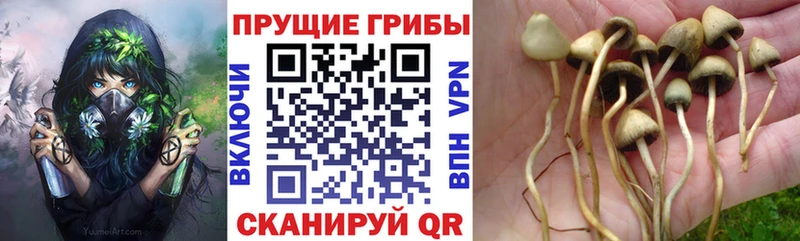 купить наркоту  ОМГ ОМГ ССЫЛКА  Псилоцибиновые грибы Magic Shrooms  Уржум 